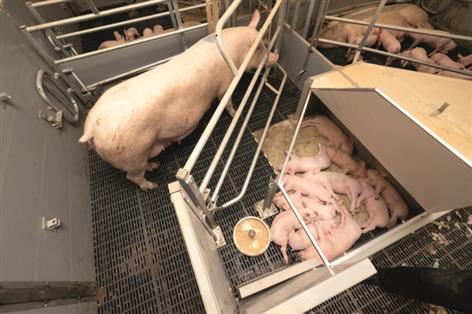 Pig producers challenge BBC claim over four-year farrowing crate ban