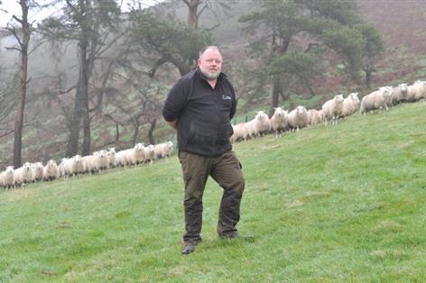 Outdoor lambing of triplets boosts returns for Welsh hill flock