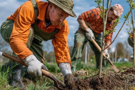 Tree planting on grassland may cut soil carbon, scientists warn farmers