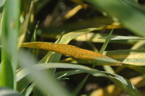New yellow rust strain leaves half of UK wheat crop exposed