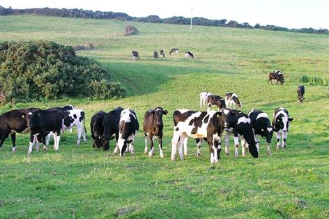 NFU Cymru warns £100m loss to rural economy as dairy downturn bites