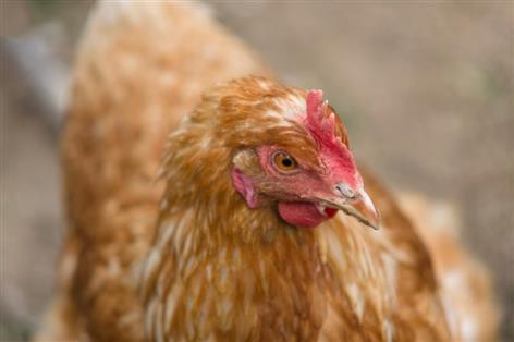 Two new bird flu outbreaks confirmed as poultry sector stays on high alert
