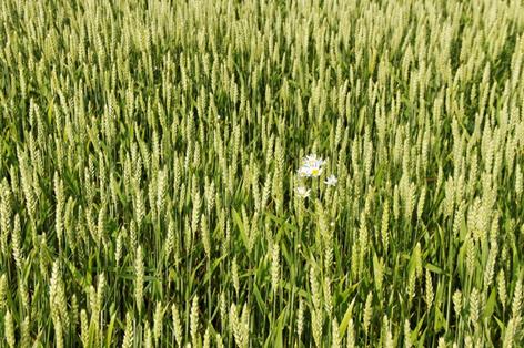 Scientists warn flowering-stage heat stress could devastate wheat production