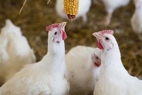Fast-growing breed row erupts after firms quit Better Chicken Commitment