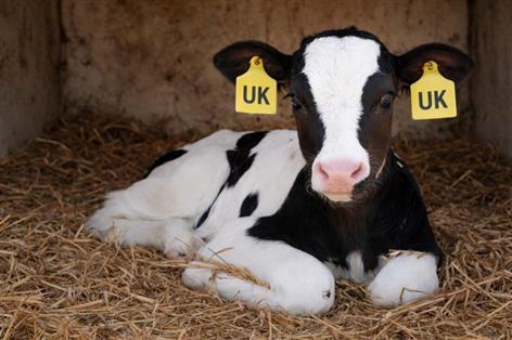 Northern Ireland farmers given days to respond on calf tagging reforms