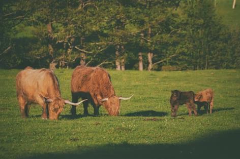 'Best time in decades' as funding window opens for Scottish organic farmers