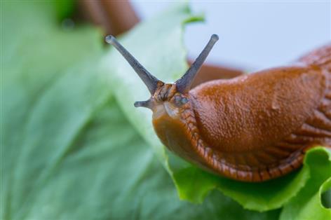 £43.5m slug problem targeted with high-tech imaging breakthrough