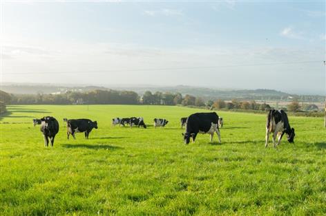 Strong organic milk prices open door — but capacity remains tight