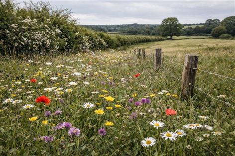 First-come, first-served SFI window raises fears of farmers missing out