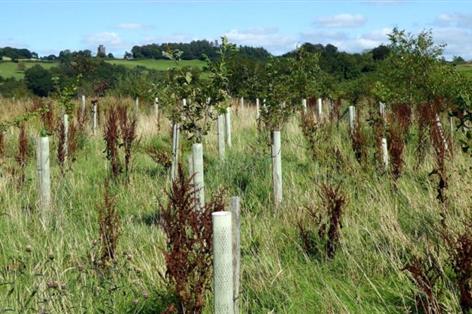 Welsh government boosts woodland grants with £825 per hectare incentive