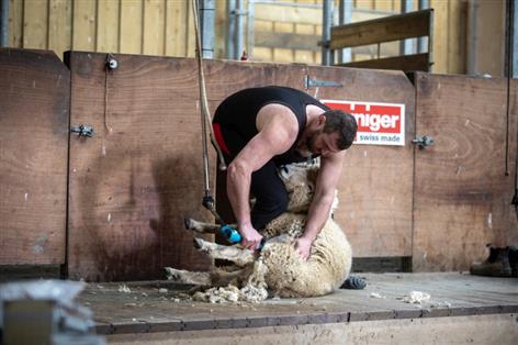 England's shearing stars head to New Zealand for world showdown