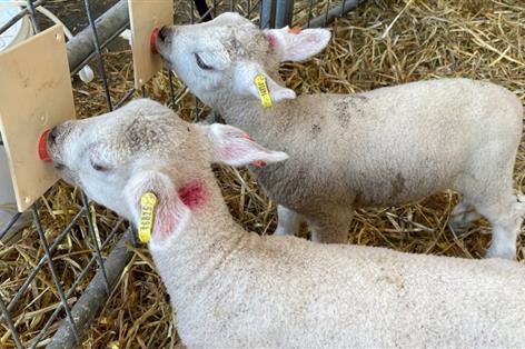 Cold milk feeding delivers strong growth in surplus lamb trial