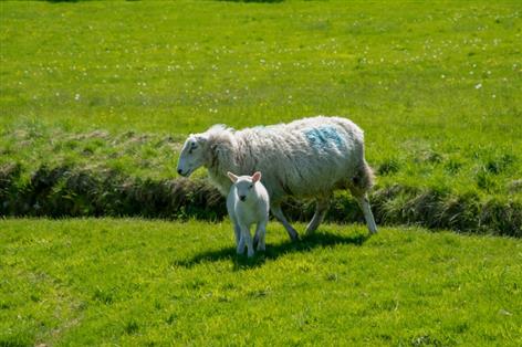 Spring worm warning as 2026 Nematodirus forecast goes live