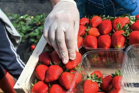 UK among countries linked to migrant farmworker abuse cases