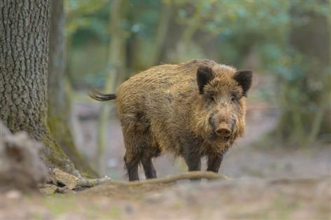 UK warned as African swine fever cases surge across Europe