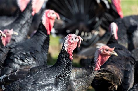 Turkey vaccine trials mark new step in fight against bird flu