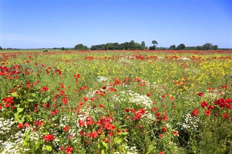 UK 'seriously off track' to meet global biodiversity targets