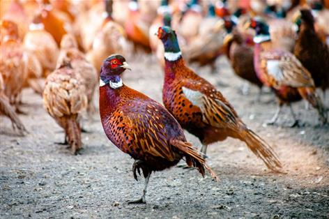Bird flu outbreaks trigger cull of more than 23,000 pheasants
