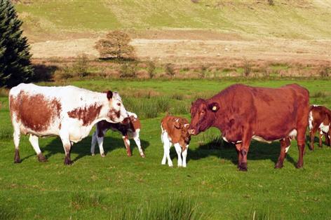Bluetongue measures lifted as livestock trade restarts across Irish border
