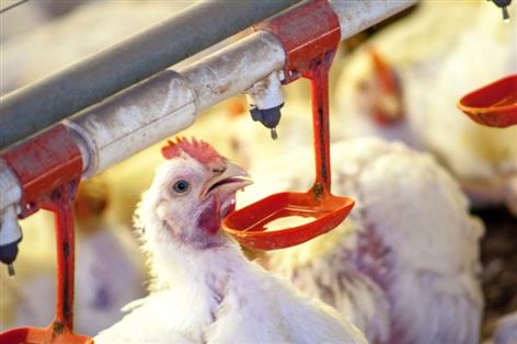 Defra raises Newcastle disease risk as outbreaks spread across Europe