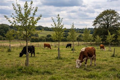 Agroforestry expansion could cut food energy production by up to 45%