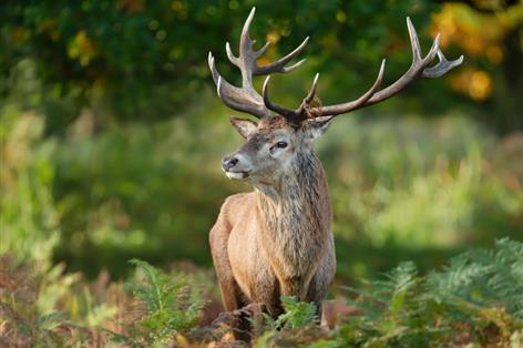 Deer damage to farmland sparks new management plan in national park