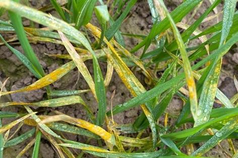 Yellow rust reports rise in winter wheat varieties across the UK