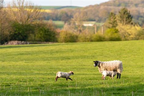 Lamb welfare proposals could raise costs and strain vets, says union