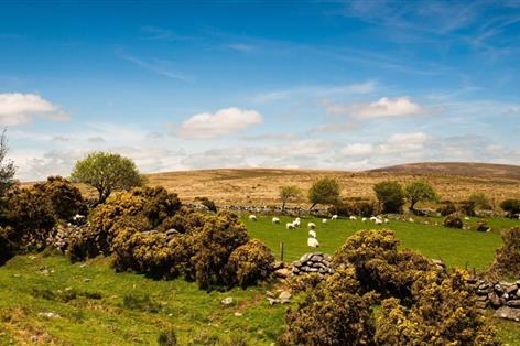 Dartmoor grazing ruled unlawful in High Court blow to management system