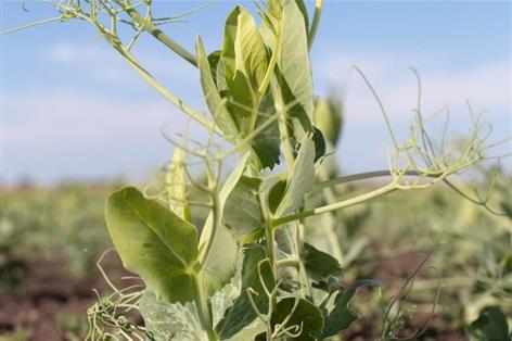 Outdated vining pea guidance set for overhaul in farmer-led trials