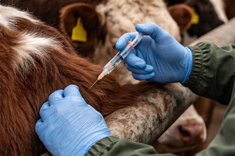 Farmers warned: vaccinate now or face bluetongue fertility losses