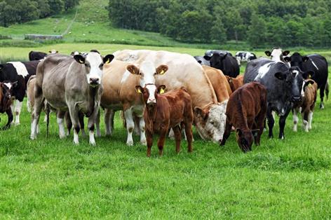 Cattle TB cases fall — but 11,000 animals still culled in a year