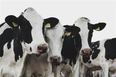 Five sentenced after cattle theft uncovered by DNA tests