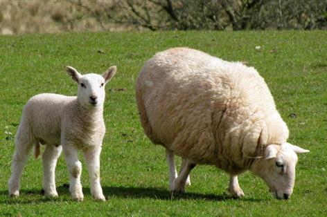 Welsh sheep farmers set for genetics upgrade with £3m funding