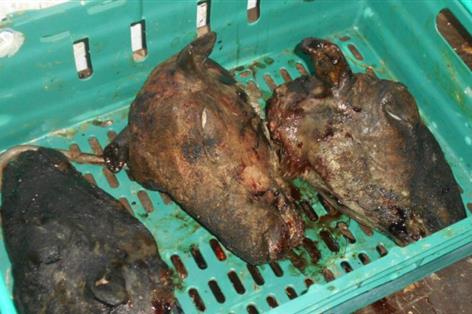 Meat fraud crackdown sees £70,000 confiscated from illegal operation