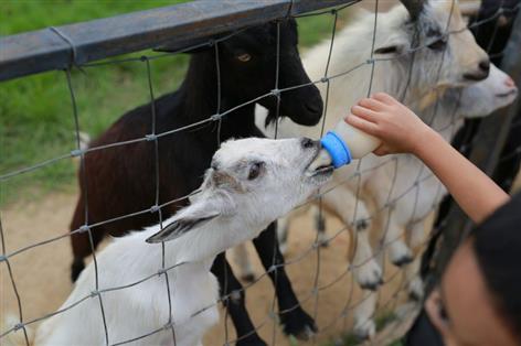 Spring surge in farm-linked illnesses prompts public health warning
