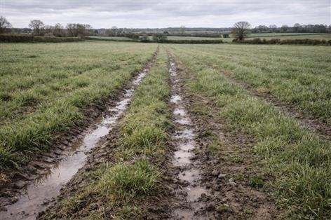 Wettest winter on record fails to dent 'very good' crop prospects