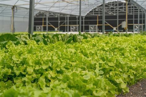 Growers warn soaring energy charges could hit UK food production