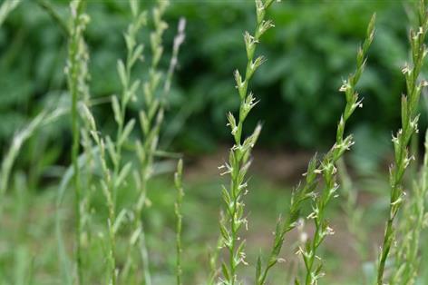 Ryegrass spreads fast as new trials target growing UK weed threat