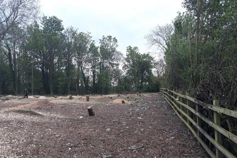 Landowner hit with England's biggest ever illegal tree felling fine