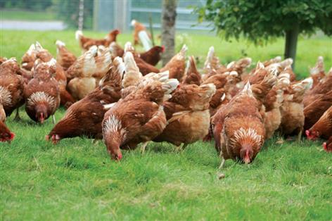Bird flu restrictions eased with outdoor access from 9 April