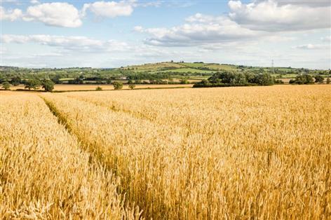 £100m bioethanol restart sparks row over lack of support for UK wheat