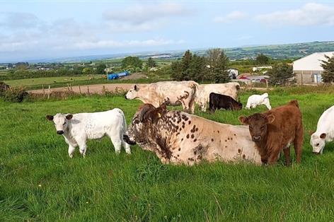 Fears for native cattle genetics as funding removed for key bloodlines