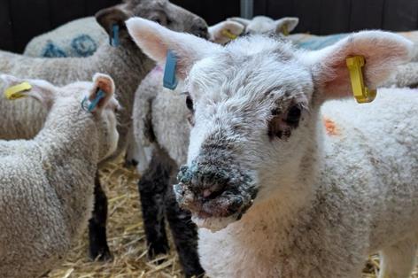 Orf found on nearly 90% of UK sheep farms, study reveals