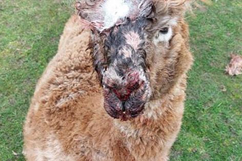 Dog attack leaves four alpacas dead and sparks police warning to walkers