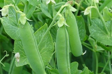 Pea growers face £65m virus threat as new trials launch