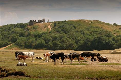 NFU Cymru puts farm growth at heart of Senedd election demands