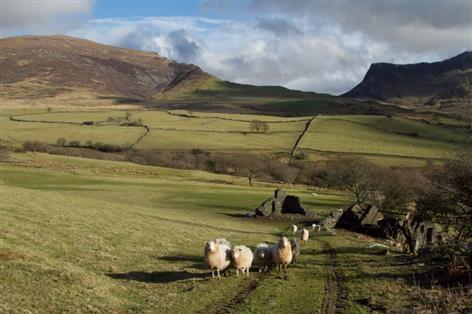 'Top-down' policies failing upland farmers, major Defra review warns