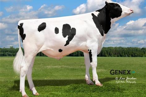 Top AHDB sires signal shift towards healthier, longer-lasting dairy cows