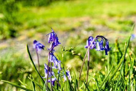 Farmer's bluebell walk raises £1m for charities over five decades